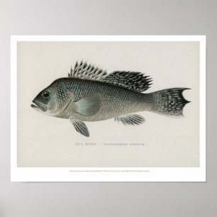 Vintage Fishes - Sea Bass Poster