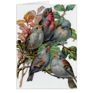 Vintage - Five Song Birds,