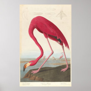 Vintage Flamingo Illustration (1838) Poster