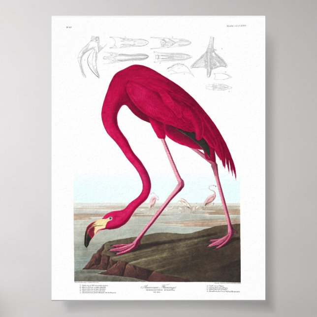 Vintage Flamingo Illustration Animals Nature Poster (Front)