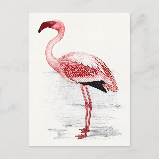 Vintage Flamingo Illustration Postcard (Front)