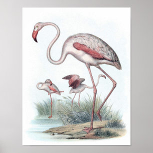 Vintage Flamingo Illustration Poster