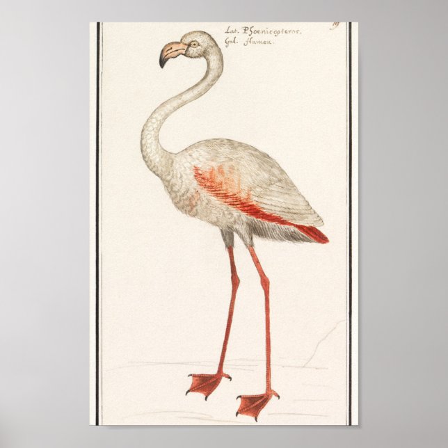 Vintage Flamingo Illustration Poster (Front)
