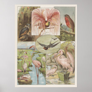 Vintage Flamingo Illustration Poster