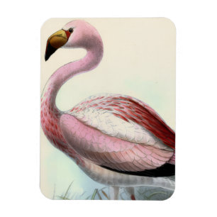 Vintage Flamingo Magnet