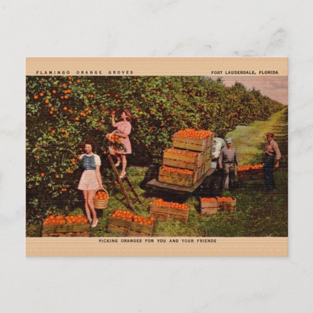Vintage Flamingo Orange Groves Florida Postcard (Front)