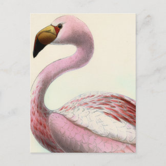 Vintage Flamingo Postcard