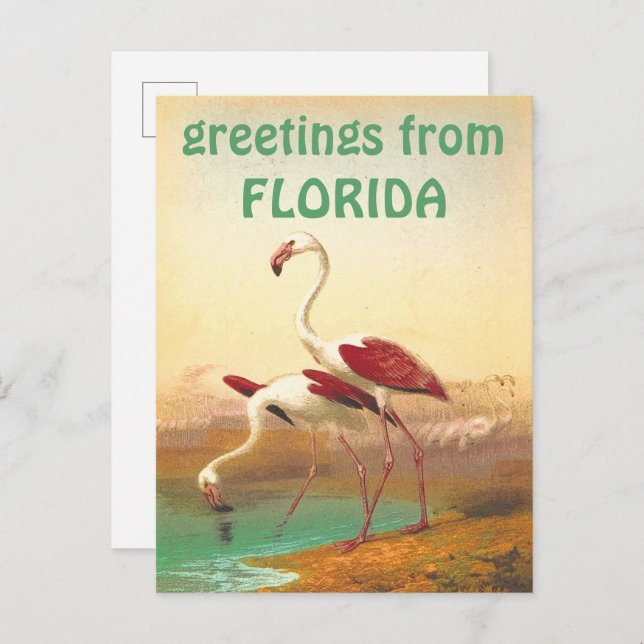 Vintage Flamingos Greetings From Florida Travel  Postcard (Front/Back)
