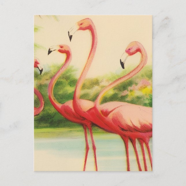 Vintage Flamingos Postcard (Front)