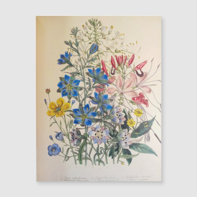 Vintage Flax and Cleome Botanical Illustration  Ca (Front)