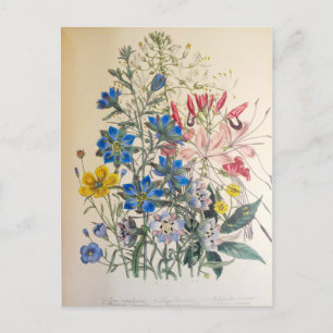 Vintage Flax and Cleome Botanical Illustration Postcard