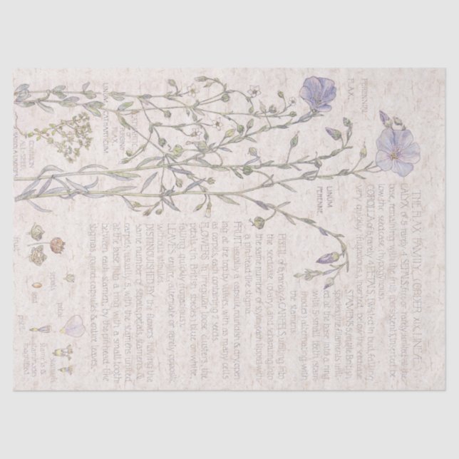Vintage Flax Wildflower Flowers Tissue Paper (Front)