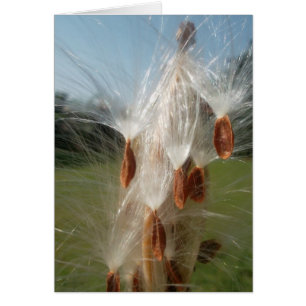 Vintage Flora and Fauna Milkweeds Floating.jpg