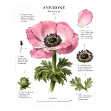 Vintage Floral Anatomy Art | Botanical Study