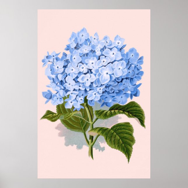 Vintage Floral Blue Hydrangea Poster (Front)