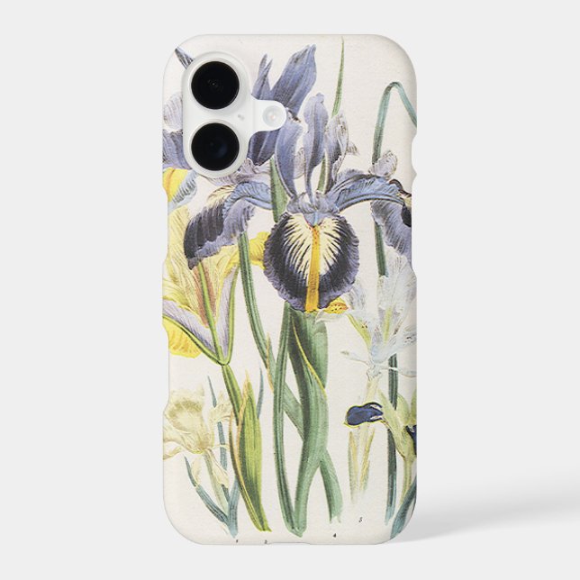 Vintage Floral Botany, Garden Iris Flowers (Back)
