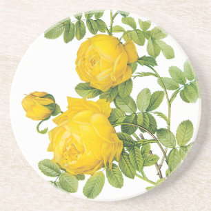 Vintage Floral Flowers, Yellow Roses by Redoute Coaster