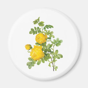 Vintage Floral Flowers, Yellow Roses by Redoute Magnet