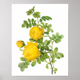 Vintage Floral Flowers, Yellow Roses by Redoute Poster