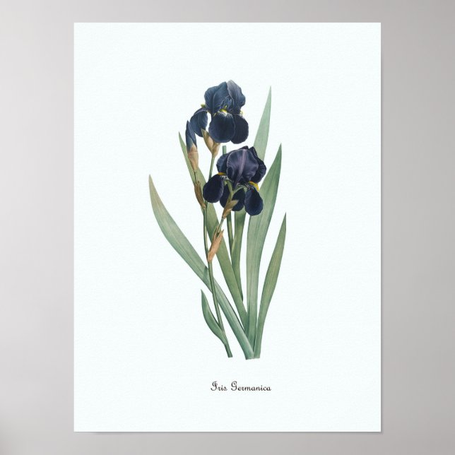 Vintage Floral Illustration Botanical Art Print (Front)