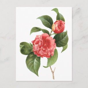 Vintage Floral, Pink Camellia Flowers by Redoute Postcard