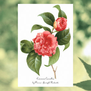 Vintage Floral, Pink Camellia Flowers by Redoute Poster