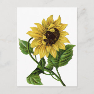 Vintage Floral Sunflower Yellow & Green Flower Postcard