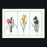 Vintage Floral Triptych Botanical Art Print<br><div class="desc">An enhanced reproduction of 3 plates from a French, 17th century botanical guide to lily and iris species of flowers, combined here in triptych format. The artist's original captions are included, "Amaryllis Formosissima", "Iris Pseudocorus", and "Iris Germanica" and the etching illustrates the beautiful crimson red, spring yellow, and indigo blue...</div>