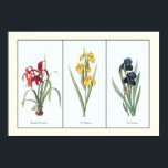 Vintage Floral Triptych Botanical Art Print<br><div class="desc">An enhanced reproduction of 3 plates from a French, 17th century botanical guide to lily and iris species of flowers, combined here in triptych format. The artist's original captions are included, "Amaryllis Formosissima", "Iris Pseudocorus", and "Iris Germanica" and the etching illustrates the beautiful crimson red, spring yellow, and indigo blue...</div>