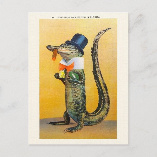 Vintage Florida Alligator Post Card (Front)