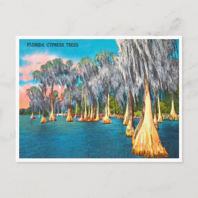 Vintage Florida Cypress Trees Travel Postcard (Front)