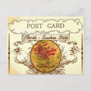 Vintage Florida State Flower Postcard