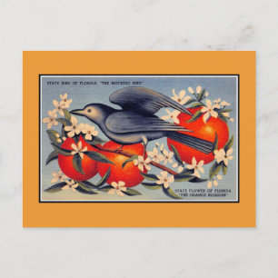 Vintage Florida State flower, state bird Postcard