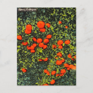 Vintage Florida Tangerines Travel Postcard