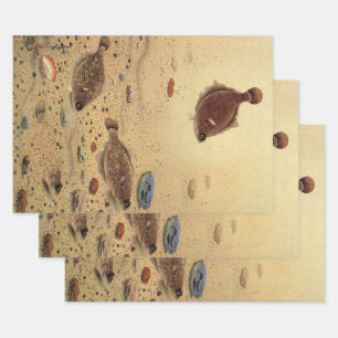 Vintage Flounders, Marine Ocean Life Flat Fish Wrapping Paper Sheet