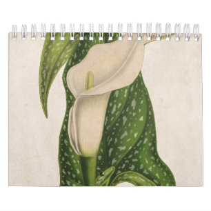 Vintage Flower Calla Lily Green Leaves Closeup Calendar