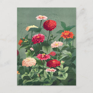 Vintage Flower Illustration Postcard