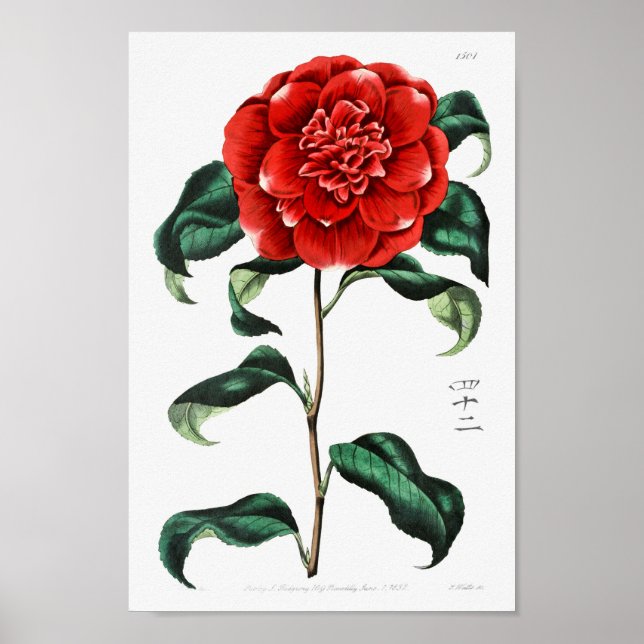 Vintage Flower Illustration Poster (Front)