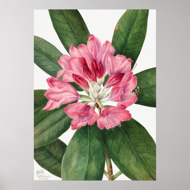 Vintage Flower Illustration Poster (Front)