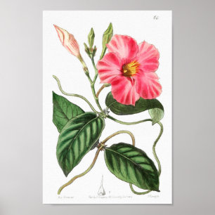 Vintage Flower Illustration Poster
