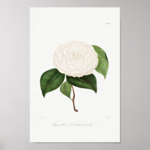 Vintage Flower Illustration Poster