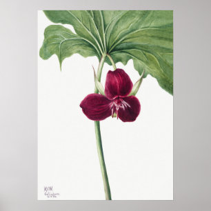 Vintage Flower Illustration Poster