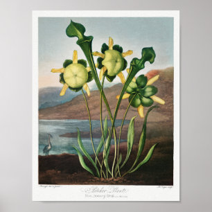 Vintage Flower Illustration Poster