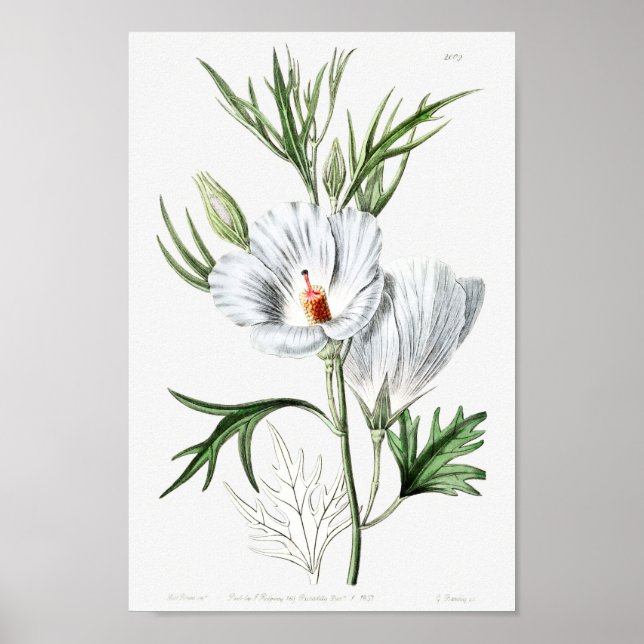 Vintage Flower Illustration Poster (Front)