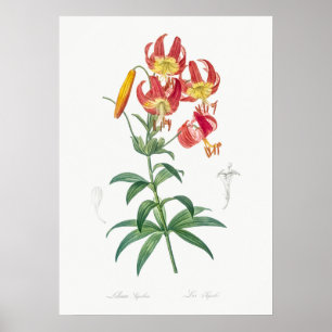 Vintage Flower Illustration Poster