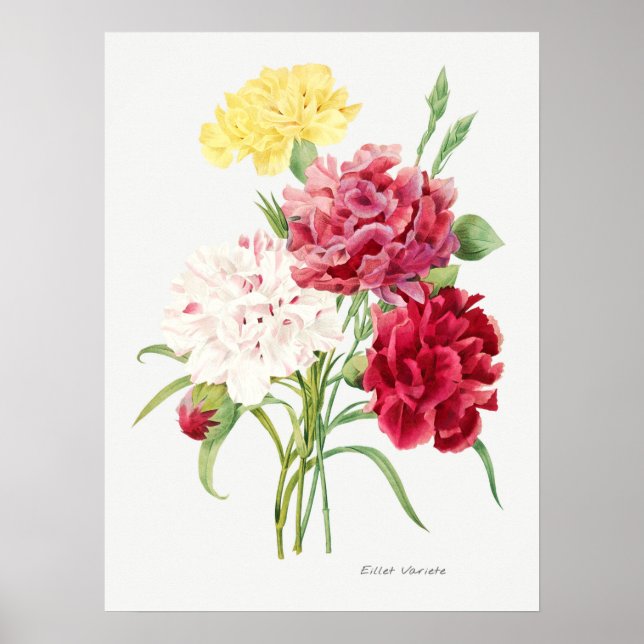 Vintage Flower Illustration Poster (Front)