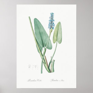 Vintage Flower Illustration Poster