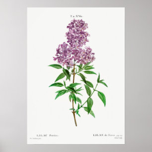 Vintage Flower Illustration Poster