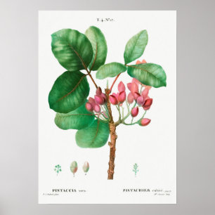 Vintage Flower Illustration Poster