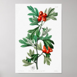 Vintage Flower Illustration Poster